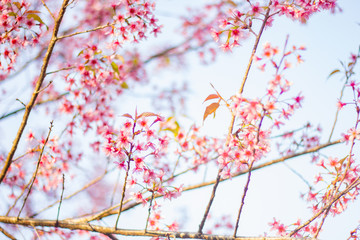 Wild himalayan sakura in spring. Beautiful cherry blossom.thailand sakura.