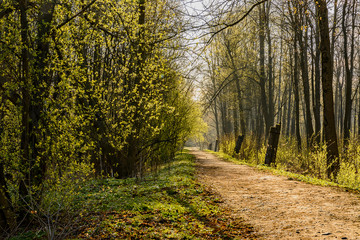 Spring Sunny day in Nevsky forest Park.
