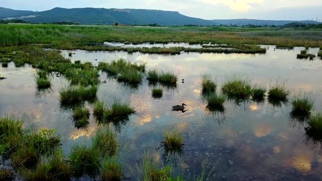 Duck family in a lake with grass