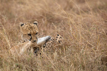 Obraz na płótnie Canvas Cheetah choking a kill, Masai Mara