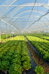 Fresh organic lettuce seedlings in greenhouse outdoors