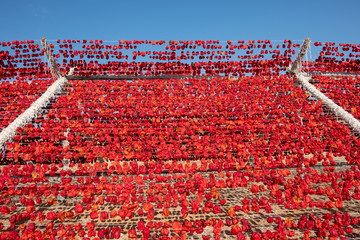 Dried vegetables in the line at farm