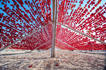 Dried vegetables in the line at farm