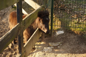Pony schaut durch Koppel Zaun