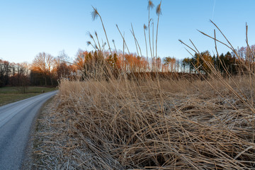 Schilf mit Stra&szlig;e