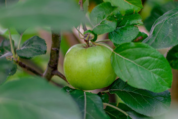 Green apple on the tree. Fruits of apples on the tree in summer