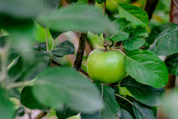 Green apple on the tree. Fruits of apples on the tree in summer