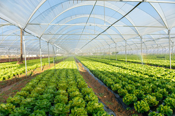 Fresh organic lettuce seedlings in greenhouse outdoors