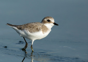Closeup of  lesser sand plover, Bahrain 