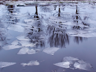 Reflection of trees in the water surface