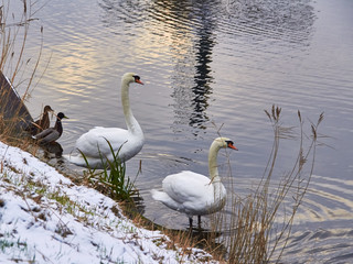 Swans in the winter on the canals in Amsterdam