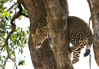 Fototapeta na wymiar A leopard on a tree at Masai Mara, Kenya