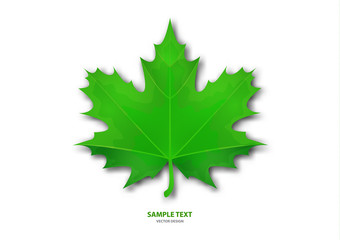 Realistic green maple leaf on white background. Vector eps10 illustration - Vector graphics.