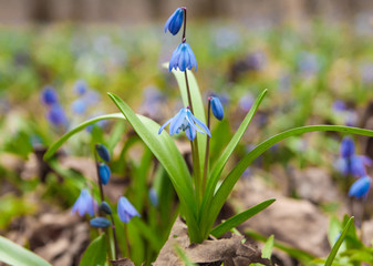  spring flowering in the forest