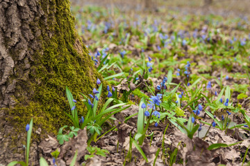  spring flowering in the forest