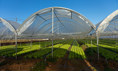 Fototapeta premium Fresh organic lettuce seedlings in greenhouse outdoors