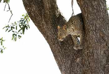 A leopard on a tree at Masai Mara, Kenya