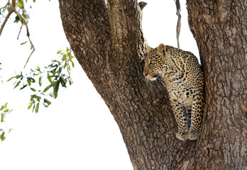 A leopard on a tree at Masai Mara, Kenya