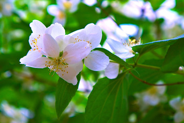 White jasmine flowers on a branch.