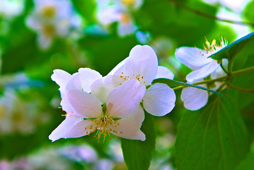 Obraz na płótnie Canvas White jasmine flowers on a branch.