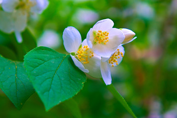 White jasmine flowers on a branch.
