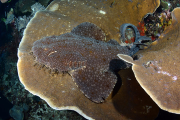 Incredible underwater world - Tasselled wobbegong - Eucrossorhinus dasypogon. Raja Ampat, Indonesia.