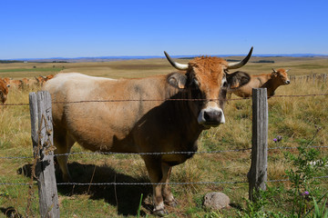 Vache de race Aubrac près de Laguiole
