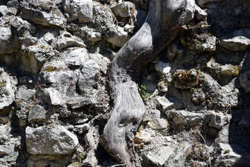 Root in ancient stone wall. Buthrotum, Albania.