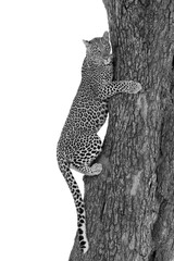 Naklejka na ściany i meble A juvenile leopard trying to come down the tree at Masai Mara, Kenya