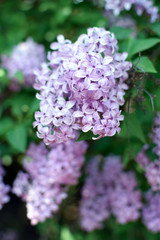 Florescence of Syringa vulgaris (common lilac) springtime. lilac blooming, Spring.