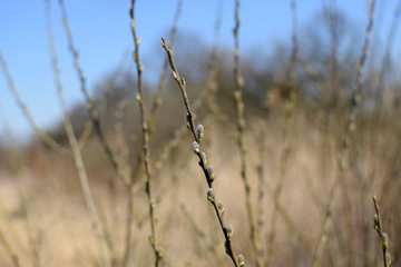 Pussy-willow branches with catkins. Springtime, Spring.