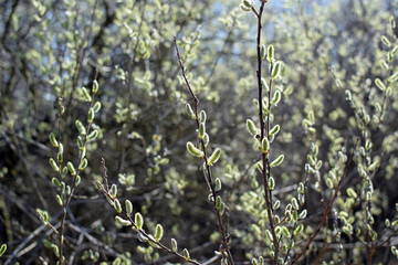 Pussy-willow branches with catkins. Springtime, Spring.