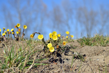 Blossoming Dandelion (Taraxacum). Yellow flowers on spring, sunny day. Springtime.