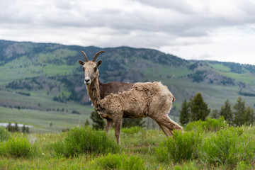 Grungy Bighorn Sheep Stands in Field