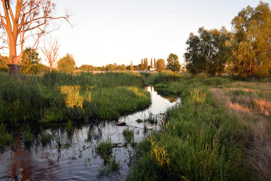 Widawa river, overgrown river in spring.