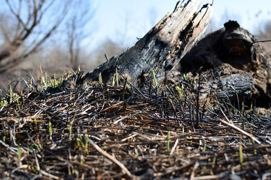 Tree Trunk After Meadow Fire. Grass Reborn After Fire.