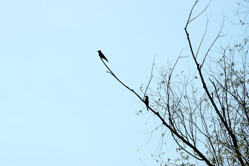 Silhouette of common kingfisher on a tree. Danube Delta, Romania.