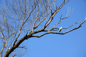 Fototapeta na wymiar Little egret (Egretta garzetta) on a tree. Danube Delta, Romania.