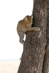 A juvenile leopard trying to come down the tree at Masai Mara, Kenya