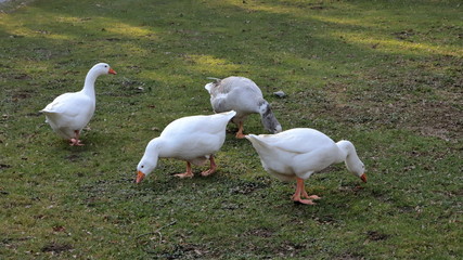 Oche sul prato, Geese on the lawn