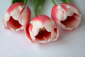 Floral natural background. Pink tulips with copy space. Concept woman's or mother's day top view.