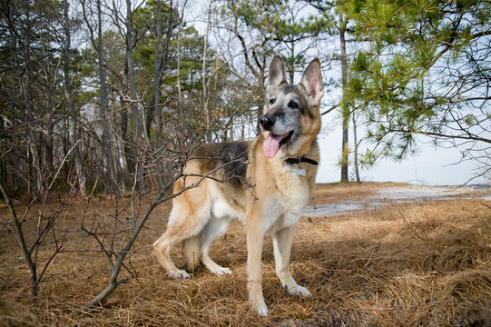 German Shepard stands with tongue out