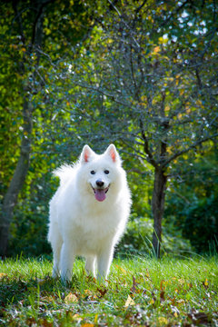 Happy Samoyed stands in park