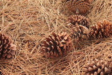Pine