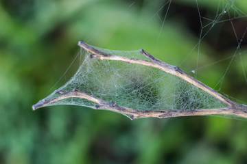 Frost cobweb in a cold morning. Frozen spider web. Frozen nature. A cobweb on the branch in a woods covered by iced frost. Frozen spider web