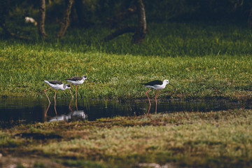 Stelzenl&auml;ufer im Wasser