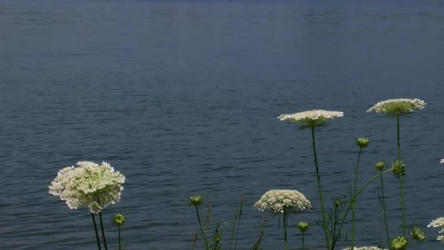White Flowers near a peaceful lake