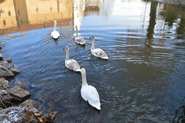 Schwäne in Stadt Fluss