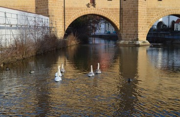 Schwäne in Stadt Fluss