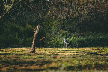 Stelzenl&auml;ufer im Gr&uuml;nen Mallorcas